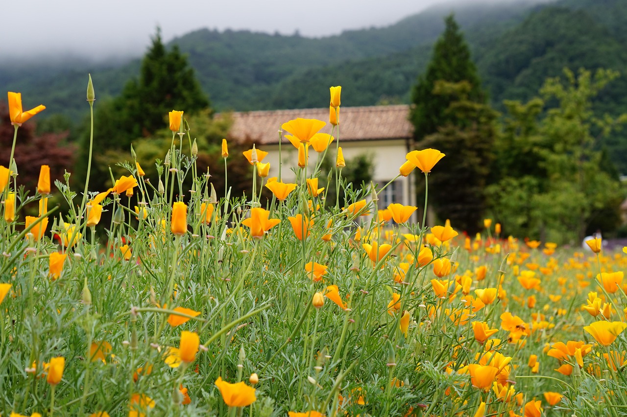 如何优化您的网站以适应移动设备