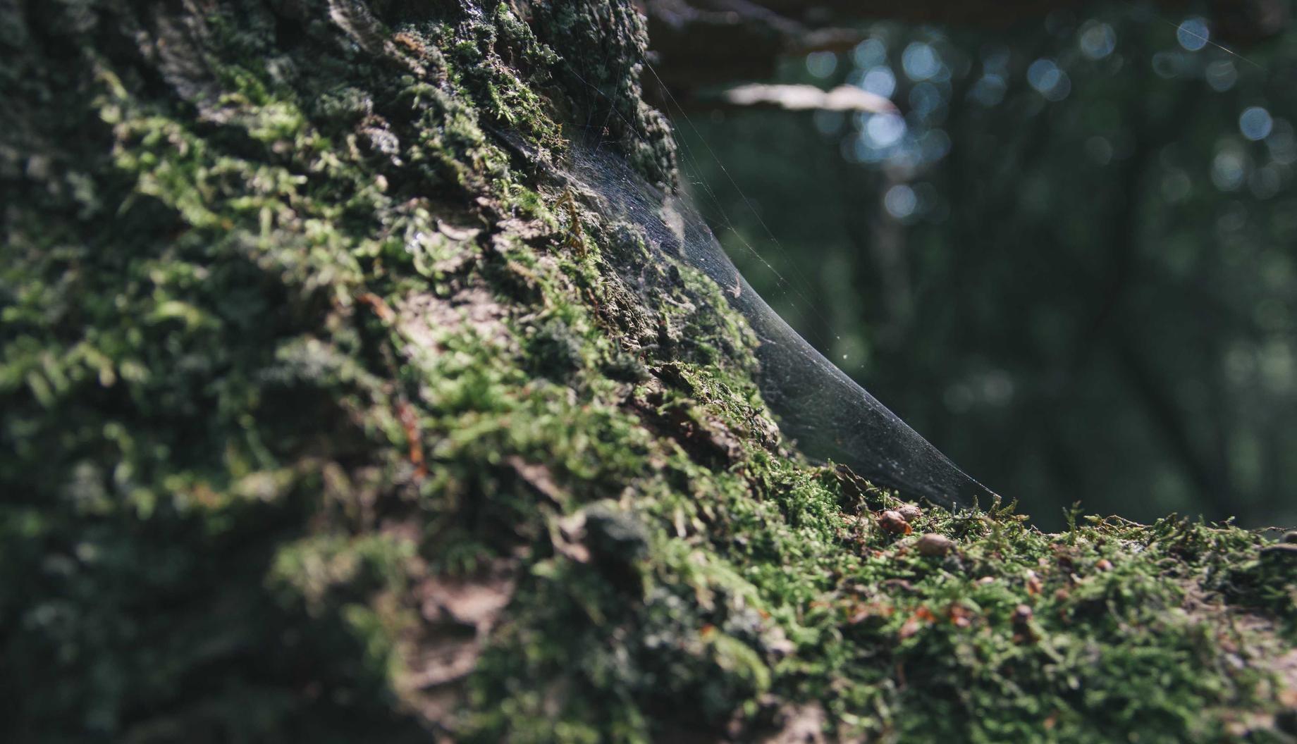 三网卡实名账号：国外项目规划app软件详情下载教程