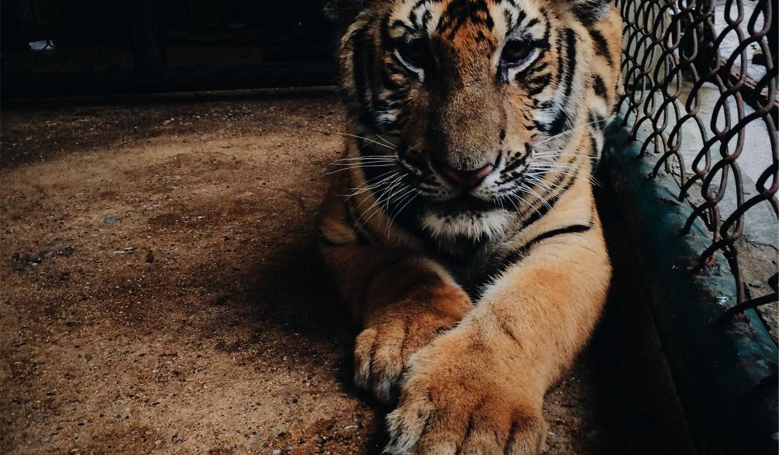 七星柔和（7mg）：洛杉矶麻将购买平台